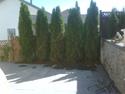 After - 10' Tall Cedars On Both Sides Of Patio for Additional Privacy